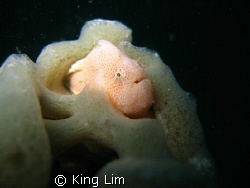 frog fish hide in sponge by King Lim 